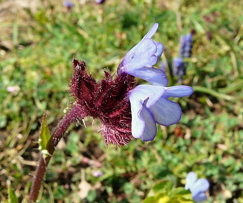 Anchusella cretica (Mill.) Bigazzi, E. Nardi & Selvi